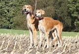 SALUKI 080